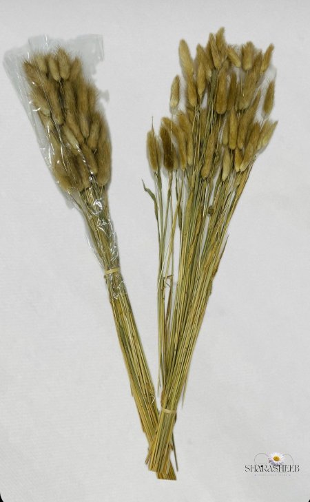 ورد ذيل الأرنب