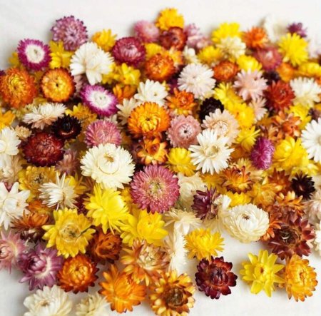 ورد الاقحوان الملون المجفف