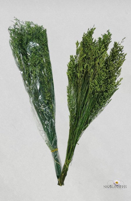 ورد الجبسوفيليا الطبيعي المجفف